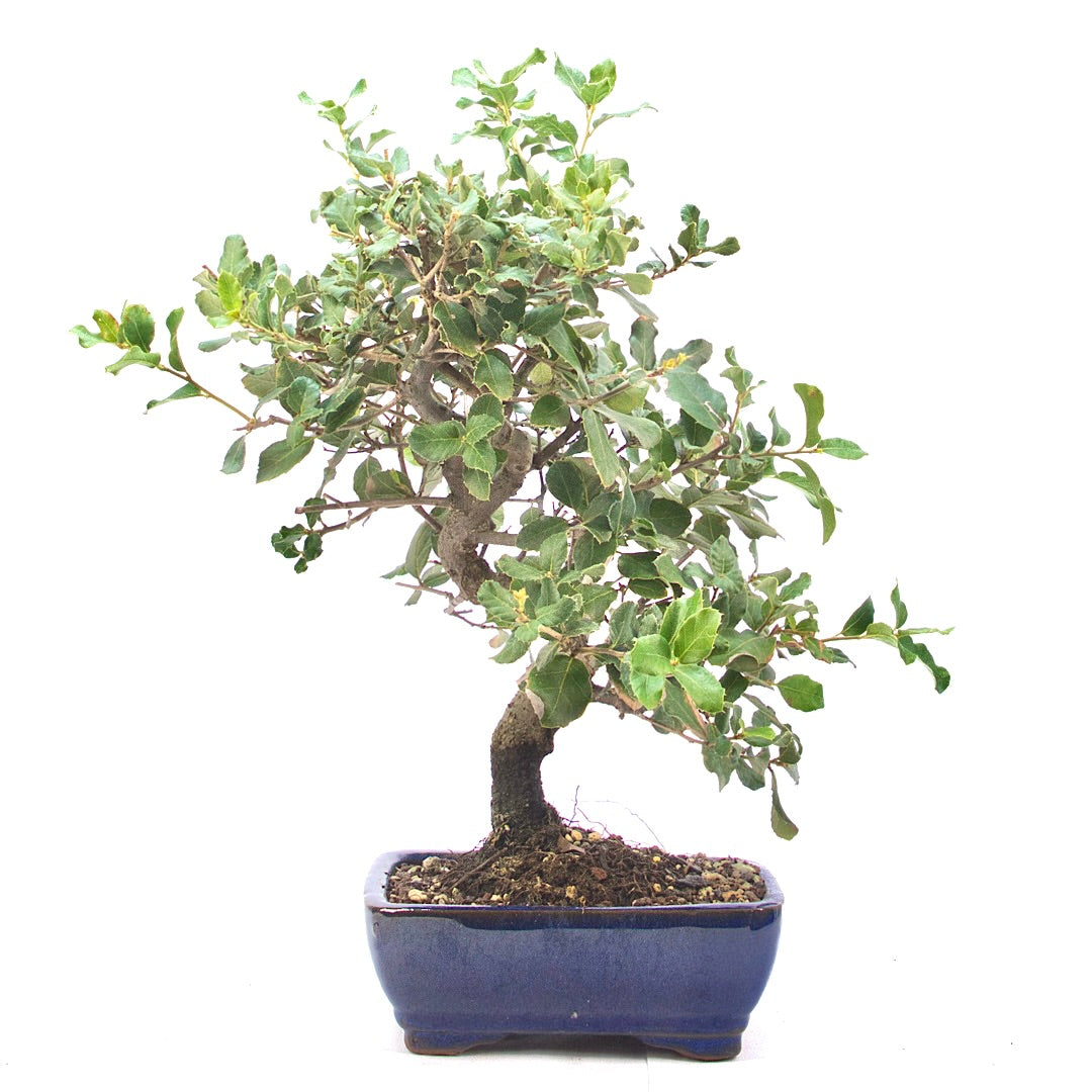 Kork-Eiche 'Quercus suber'